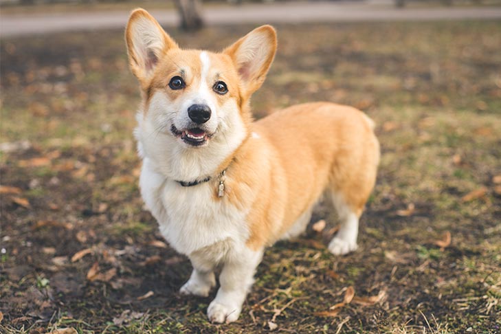 Sample Image of a corgi I found online